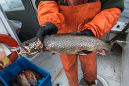 Image of lake trout