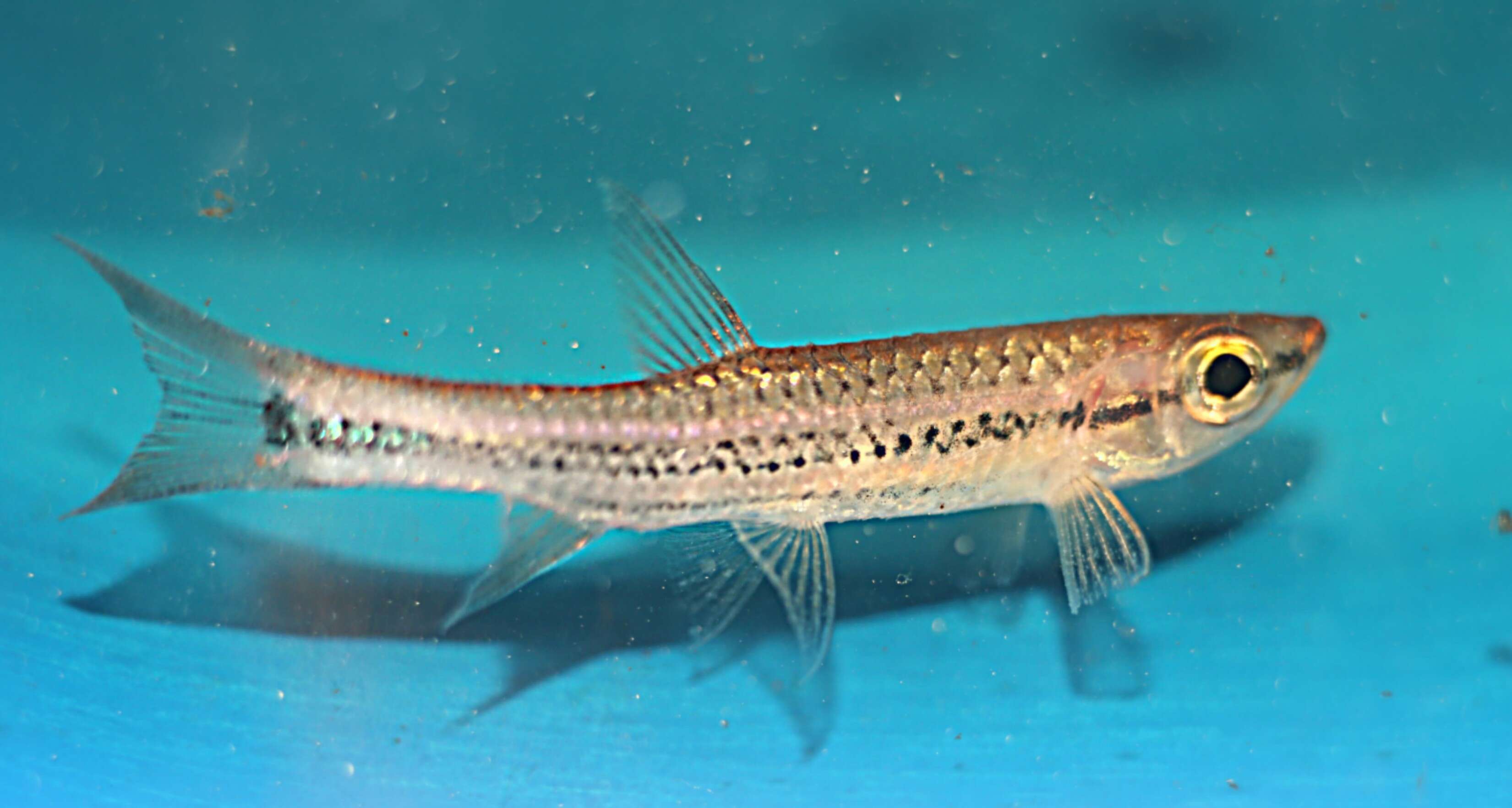 Imagem de Rasbora cephalotaenia (Bleeker 1852)