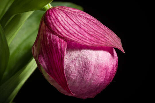 Image of Large-flowered Cypripedium