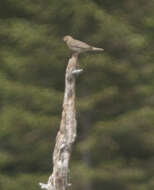 Image of Tree Pipit