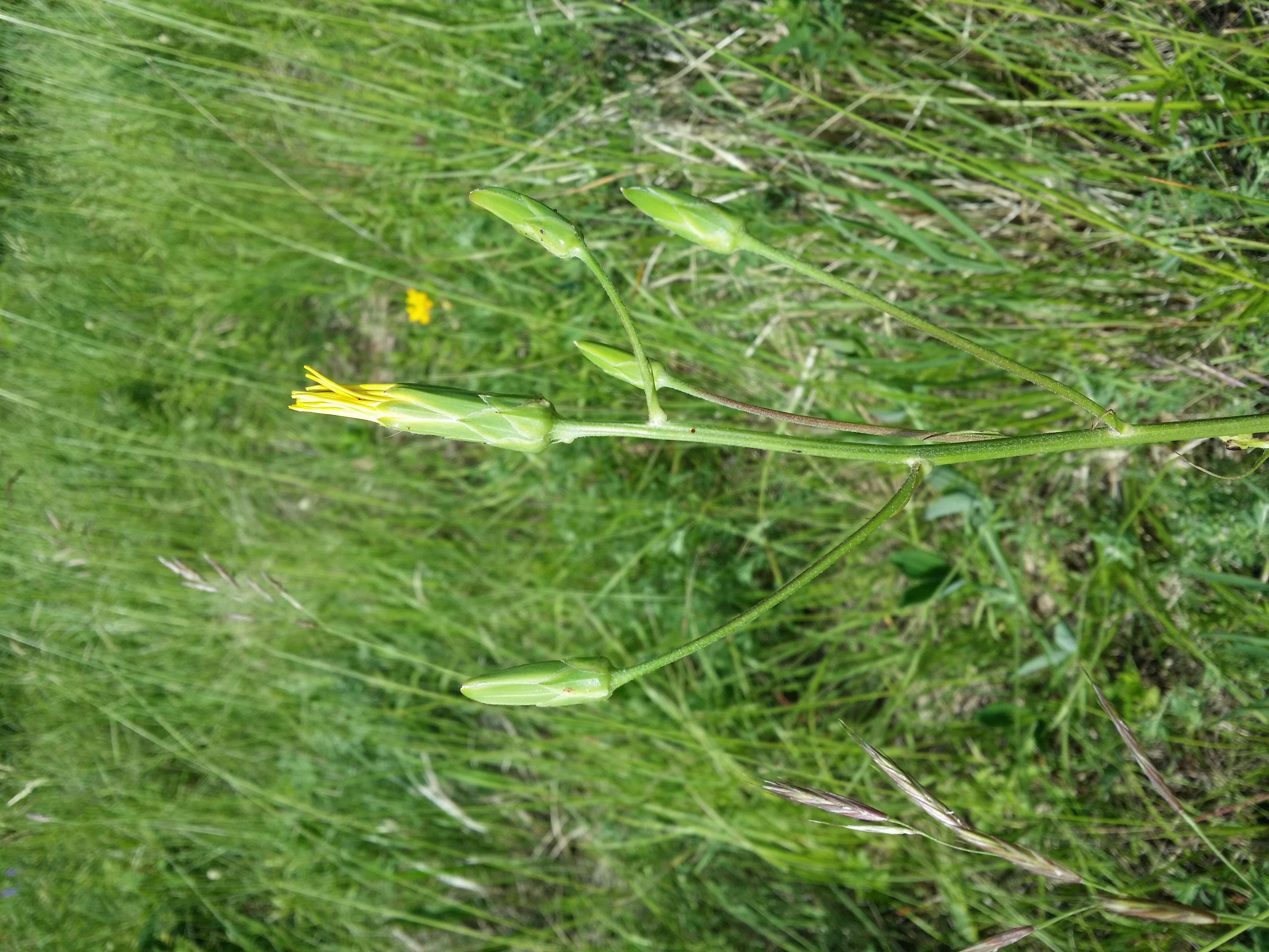 Image of black salsify