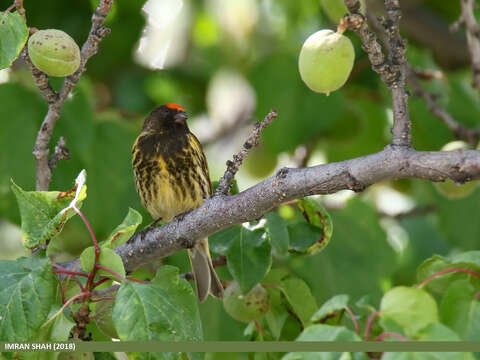 Image of Fire-fronted Serin