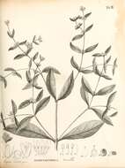 صورة Alternanthera ficoidea (L.) R. Br.