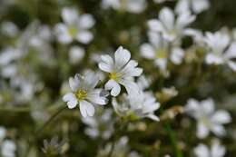 Imagem de Cerastium biebersteinii DC.