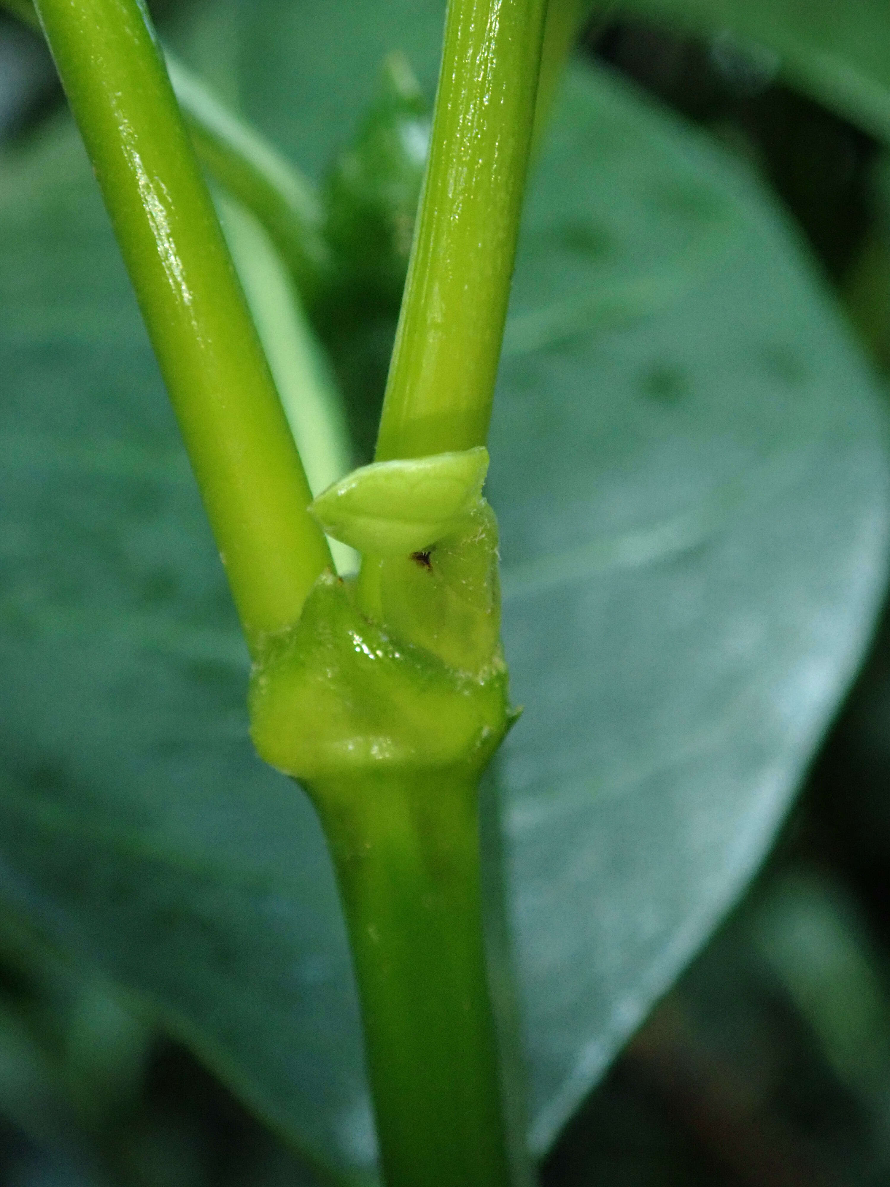 Image of Black bird-berry