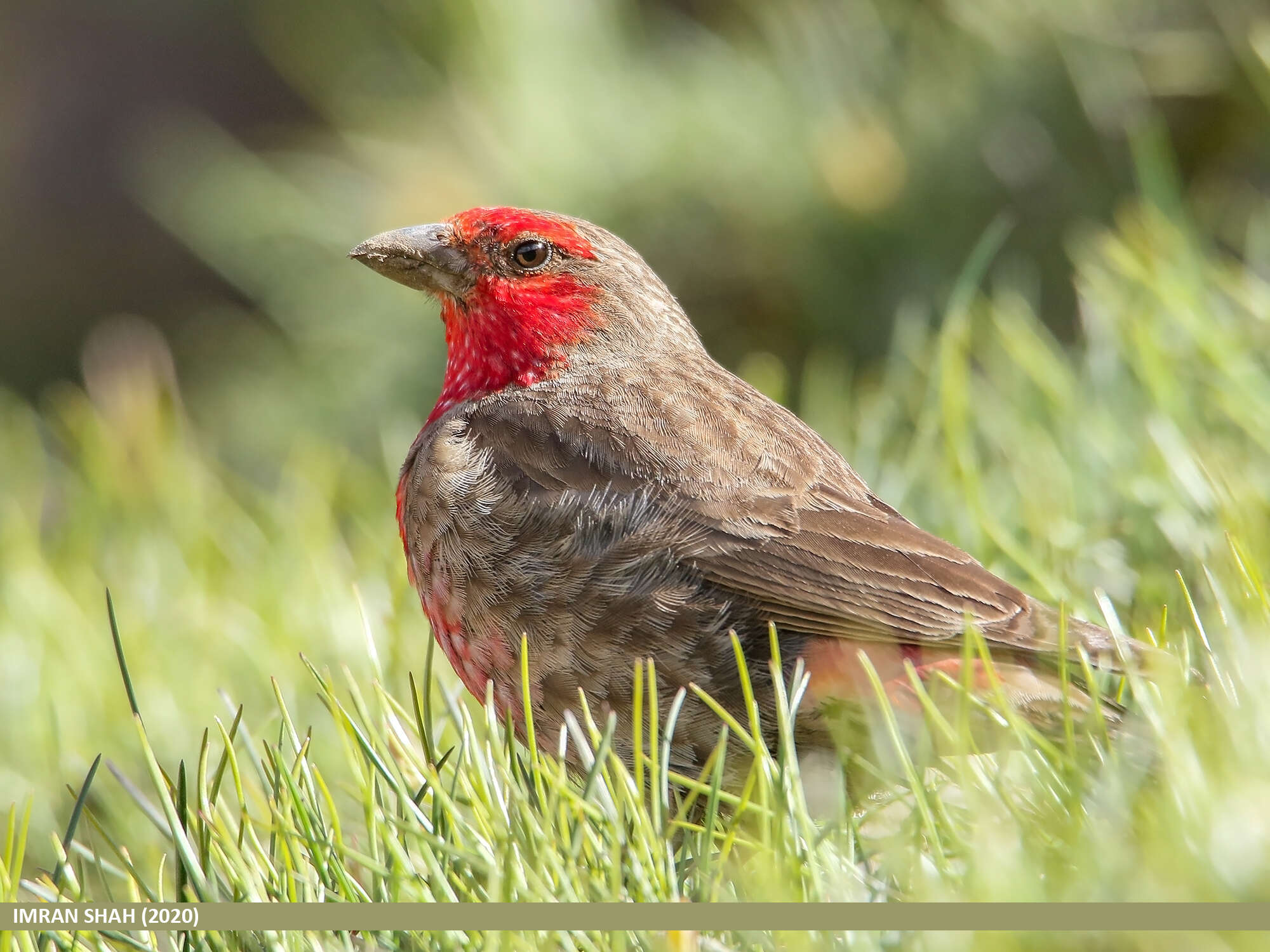 Image of Red-fronted Rosefinch