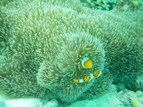 Image of Clown anemonefish