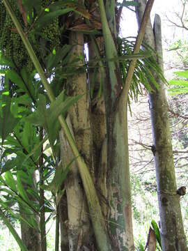 Image of Burmese fishtail palm