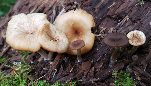 Image de Arrhenia epichysium (Pers.) Redhead, Lutzoni, Moncalvo & Vilgalys 2002