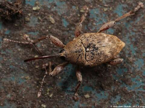 Imagem de Curculio nucum Linnaeus & C. 1758