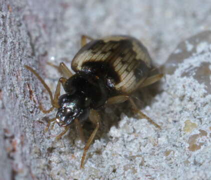 Plancia ëd Tetragonoderus (Tetragonoderus) fasciatus (Haldeman 1843)