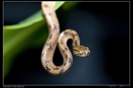 Image of Formosa Slug Snake