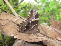 Image of Bamboo Tree Brown