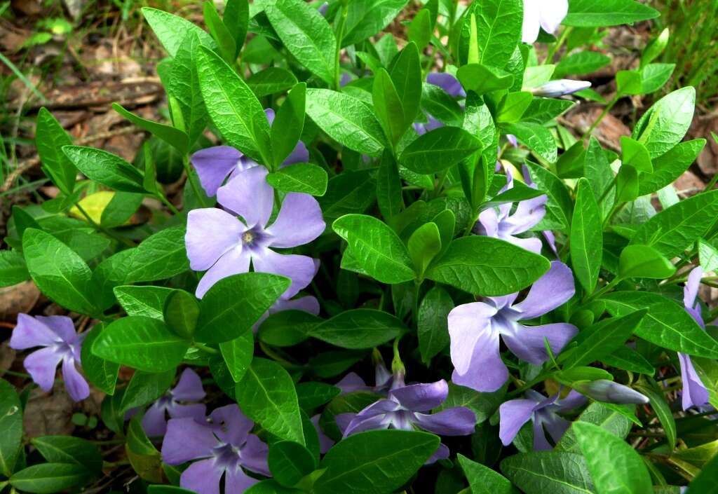 Image of Common Periwinkle