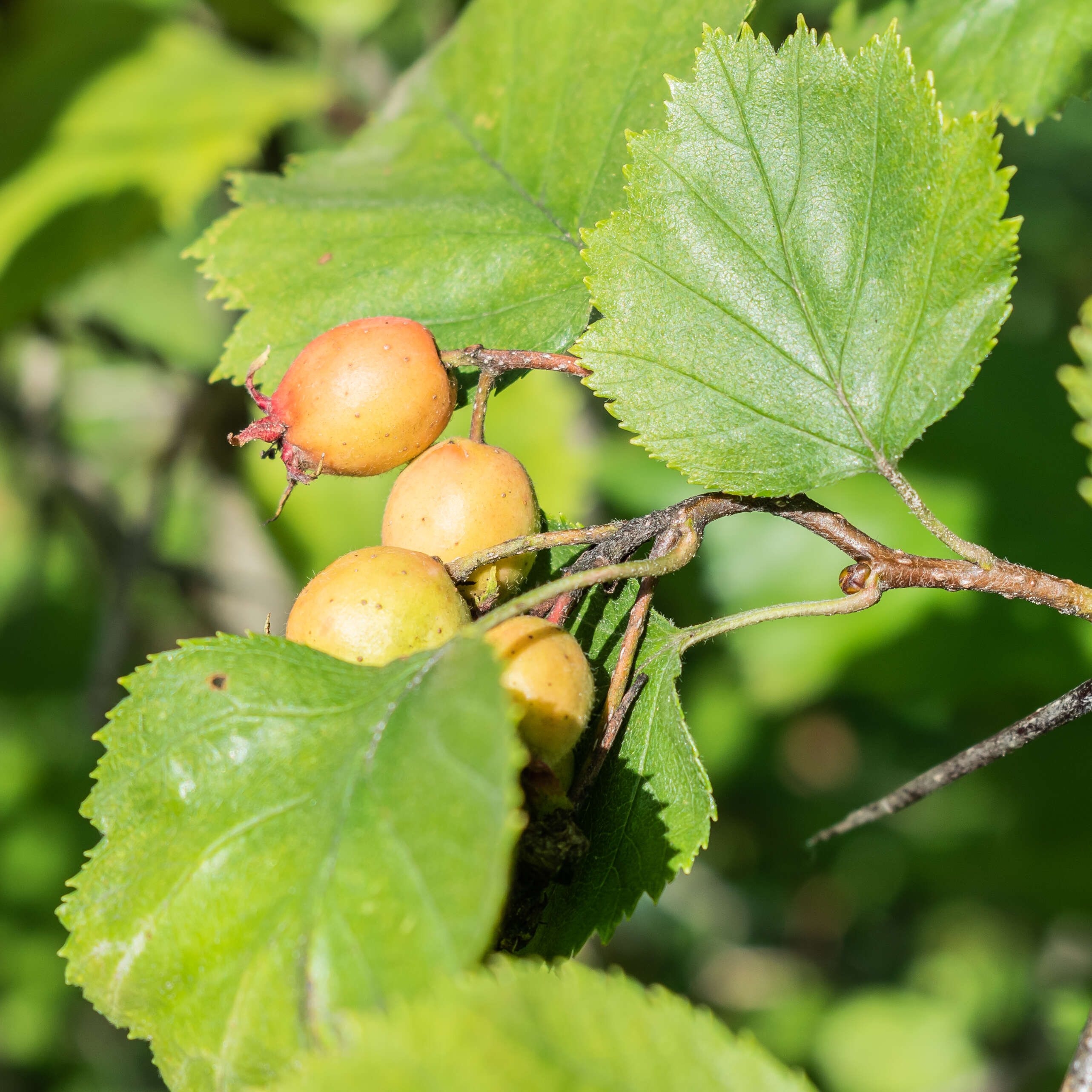 Plancia ëd Crataegus anomala Sarg.