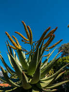 Image of Mountain aloe