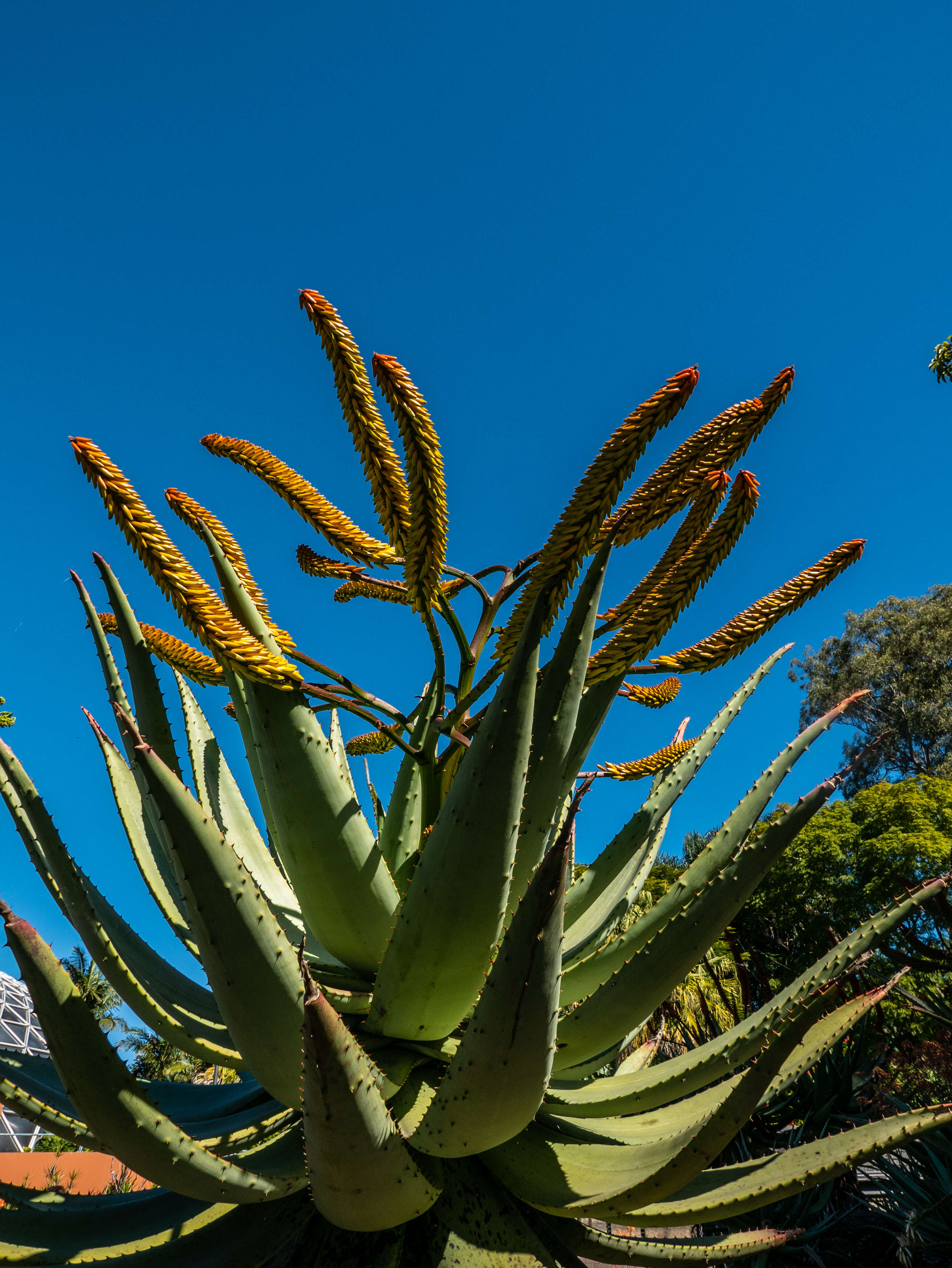 Image of Mountain aloe