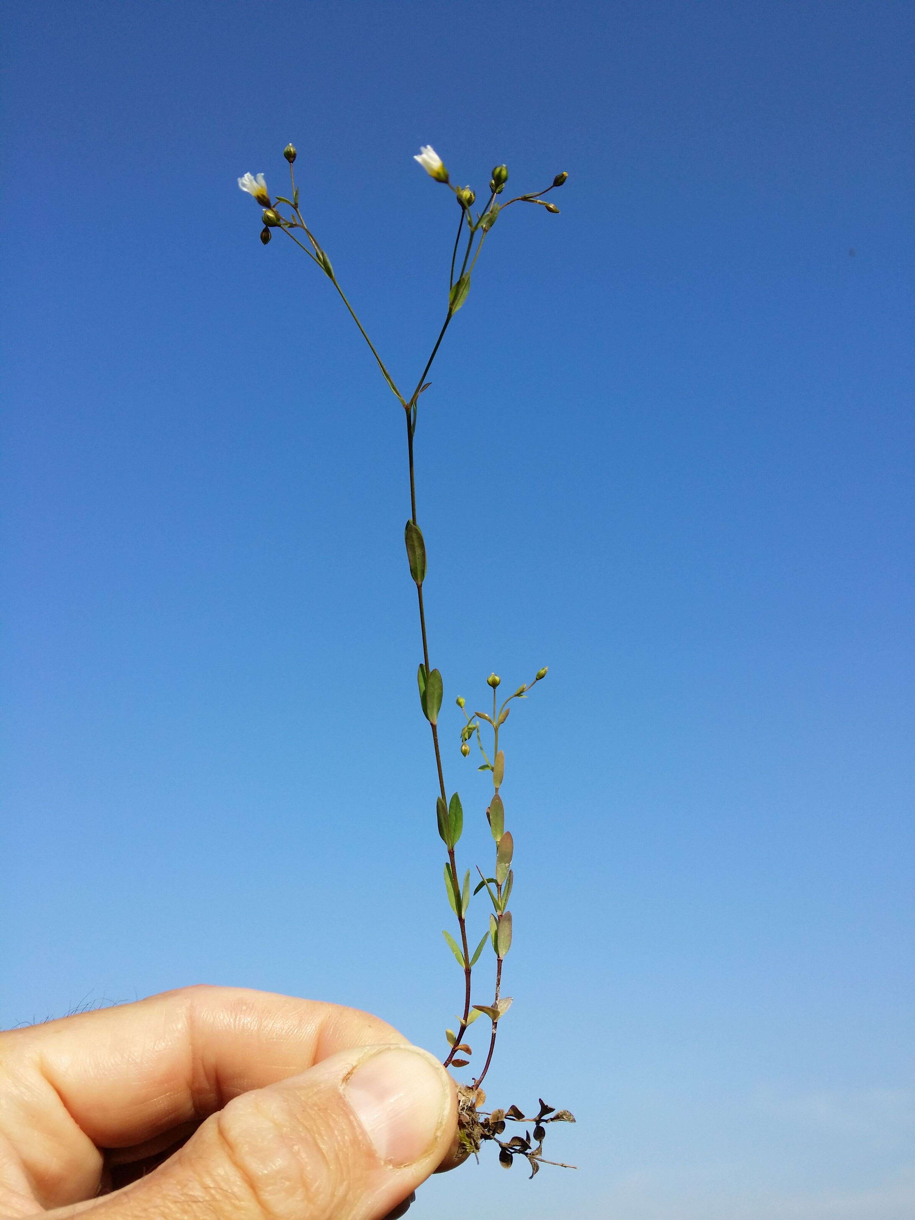 Image of purging flax, fairy flax