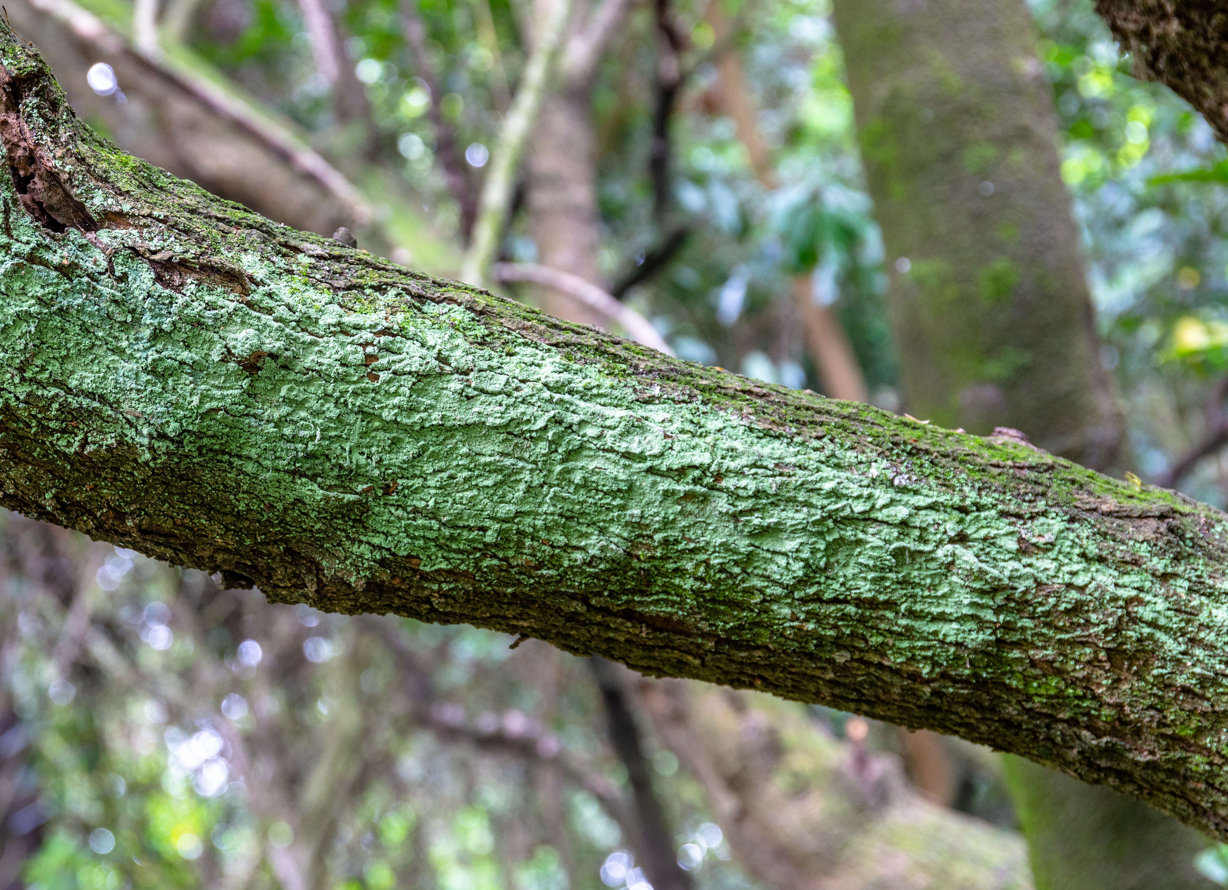 Image of Griselinia littoralis (Raoul) Raoul