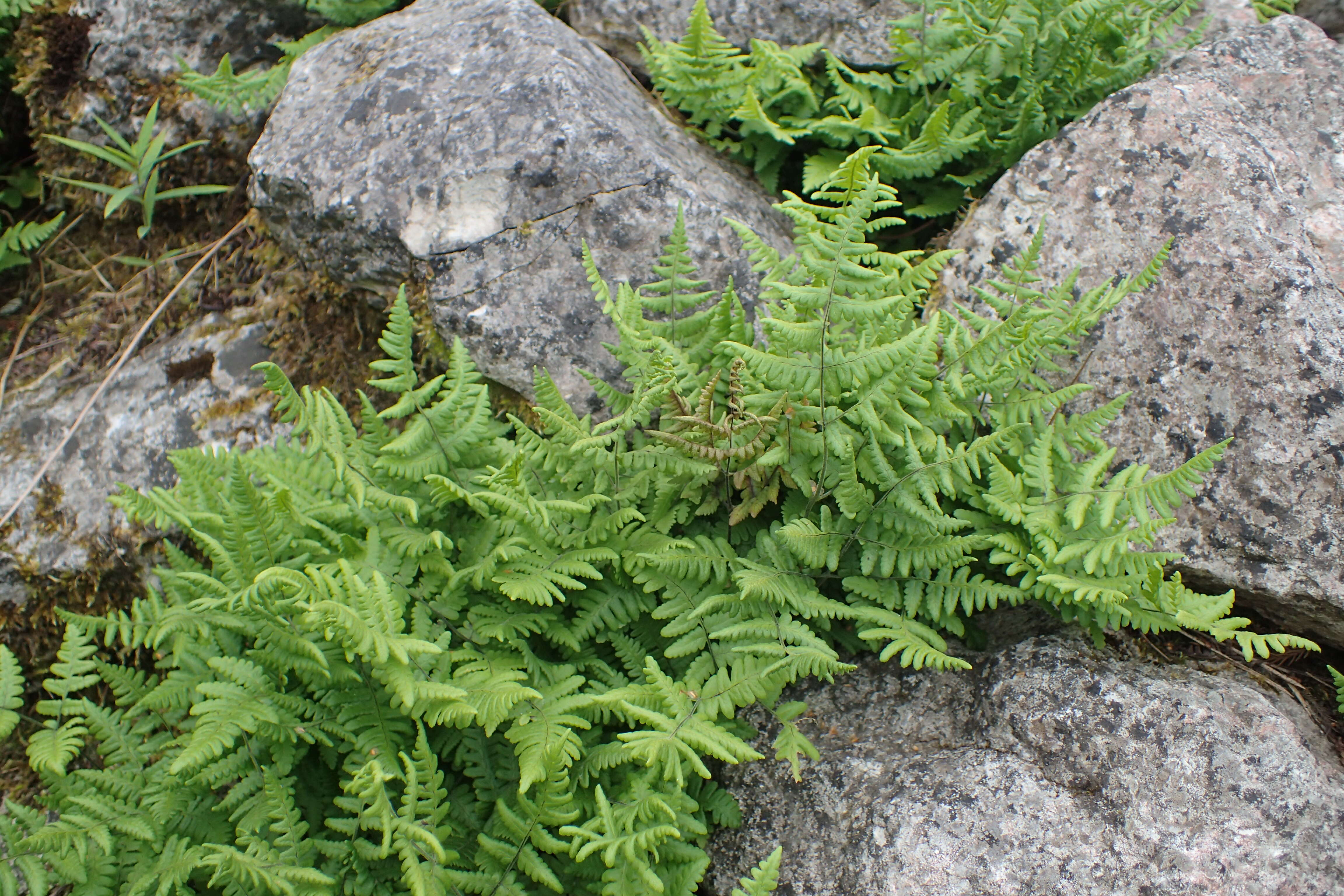 Image of scented oakfern