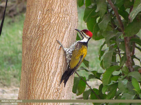 Image of Black-rumped Flameback