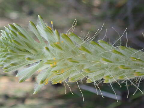 Image of Ptilotus polystachyus (Gaudich.) F. Müll.