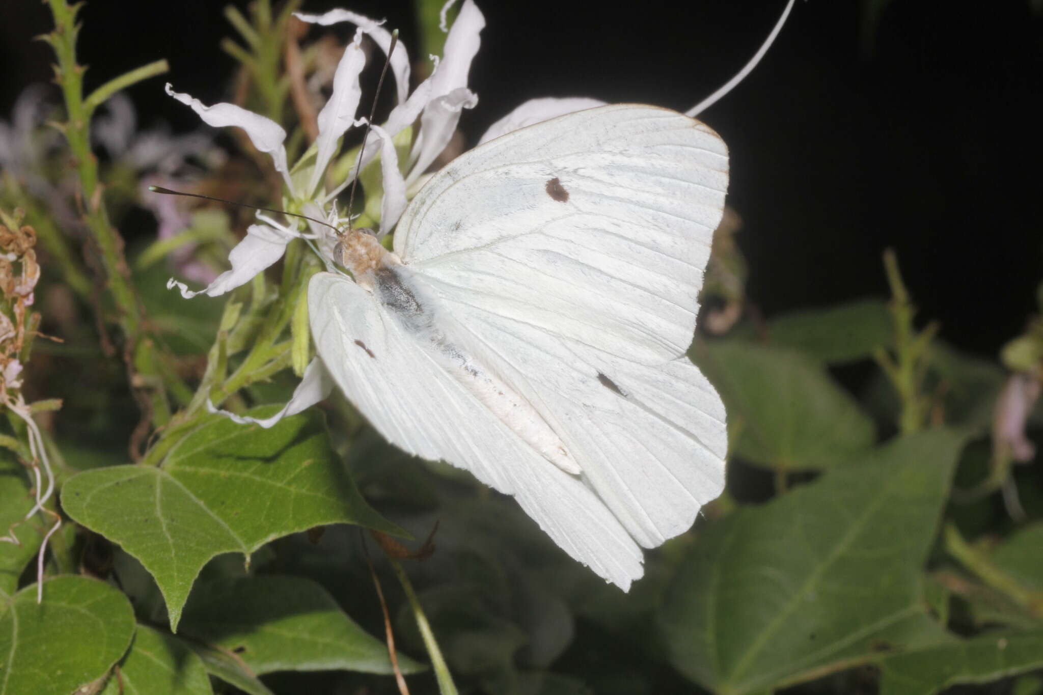 Image of Giant White