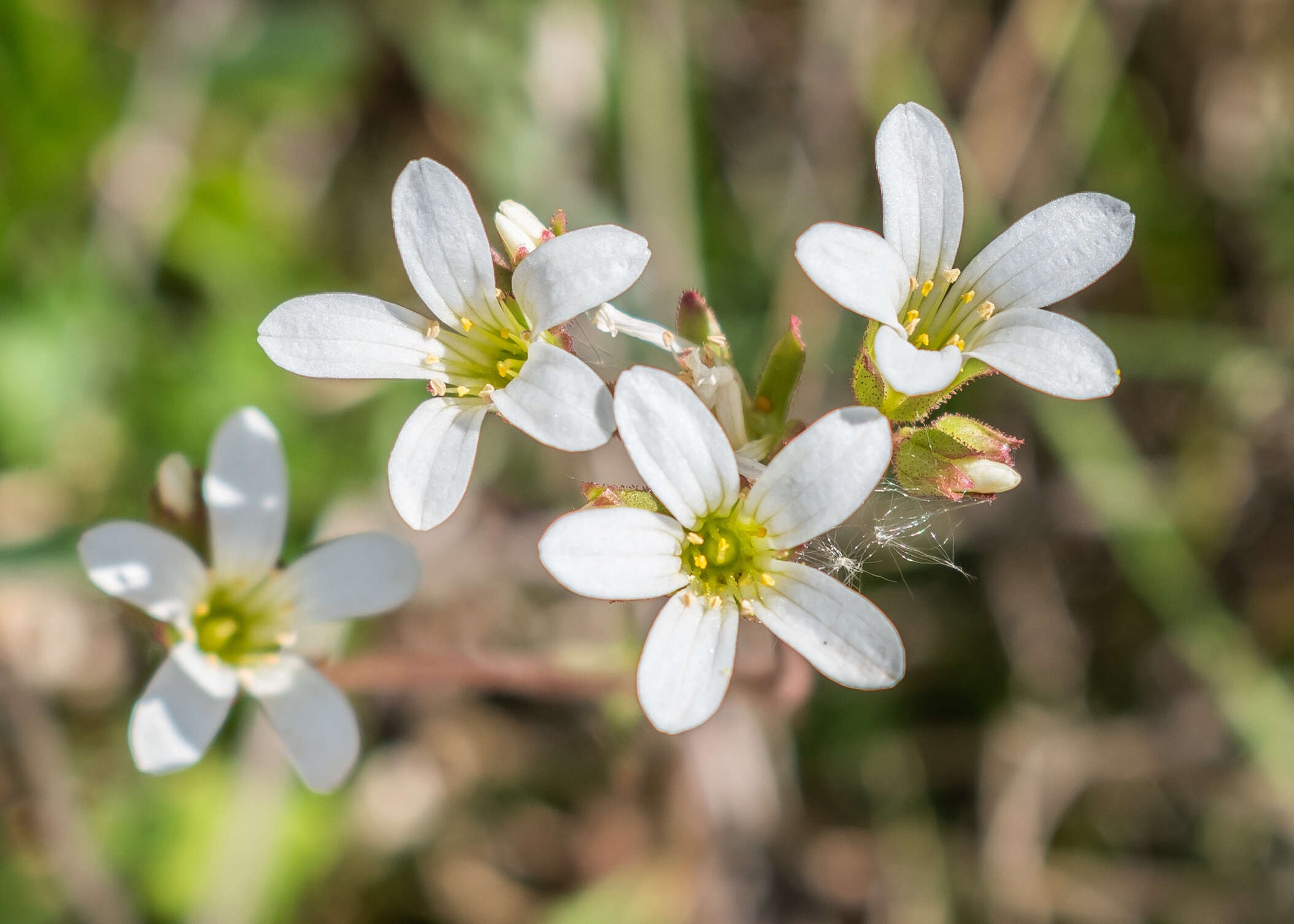 Plancia ëd Saxifraga granulata L.