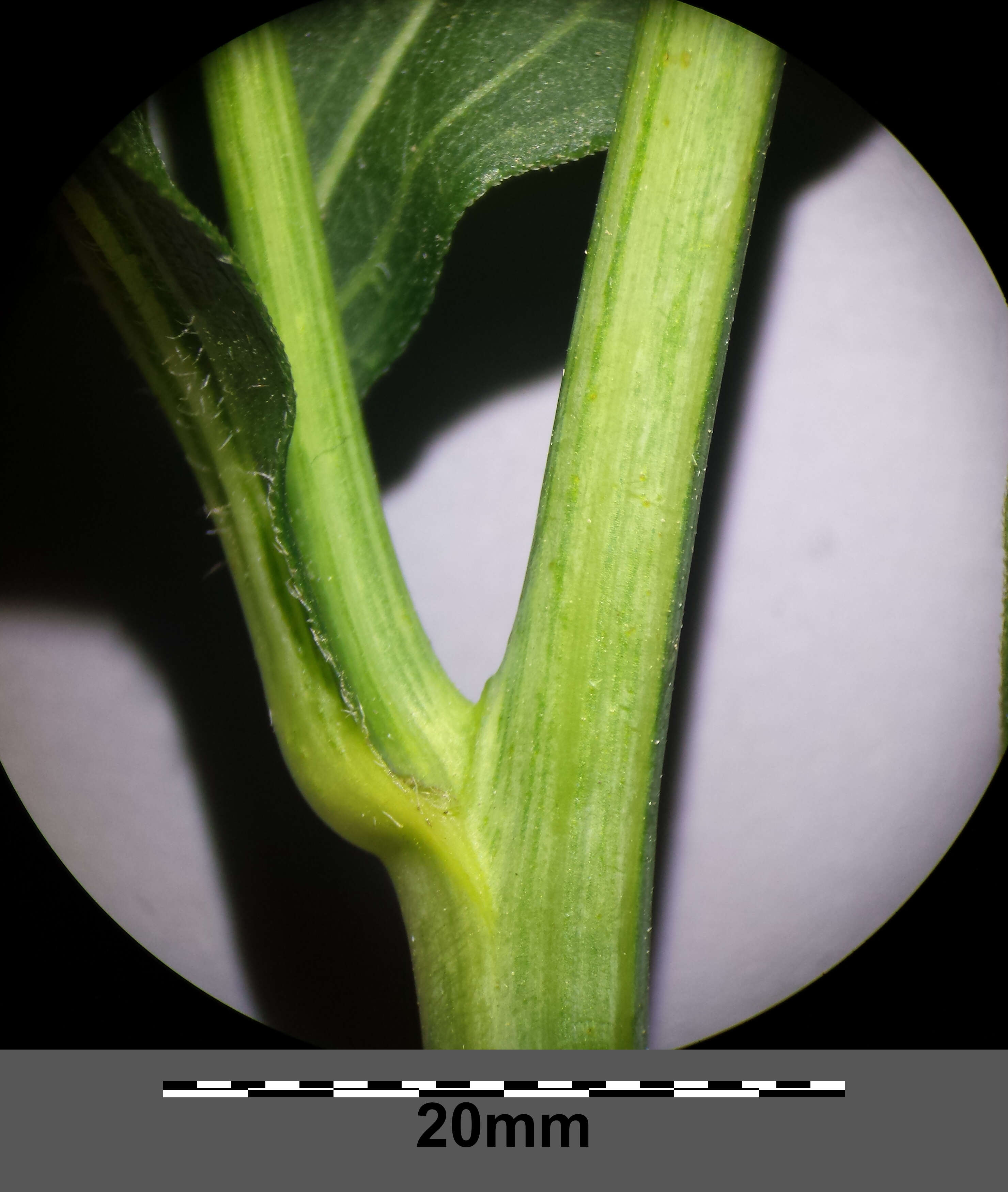 Image of cutleaf coneflower