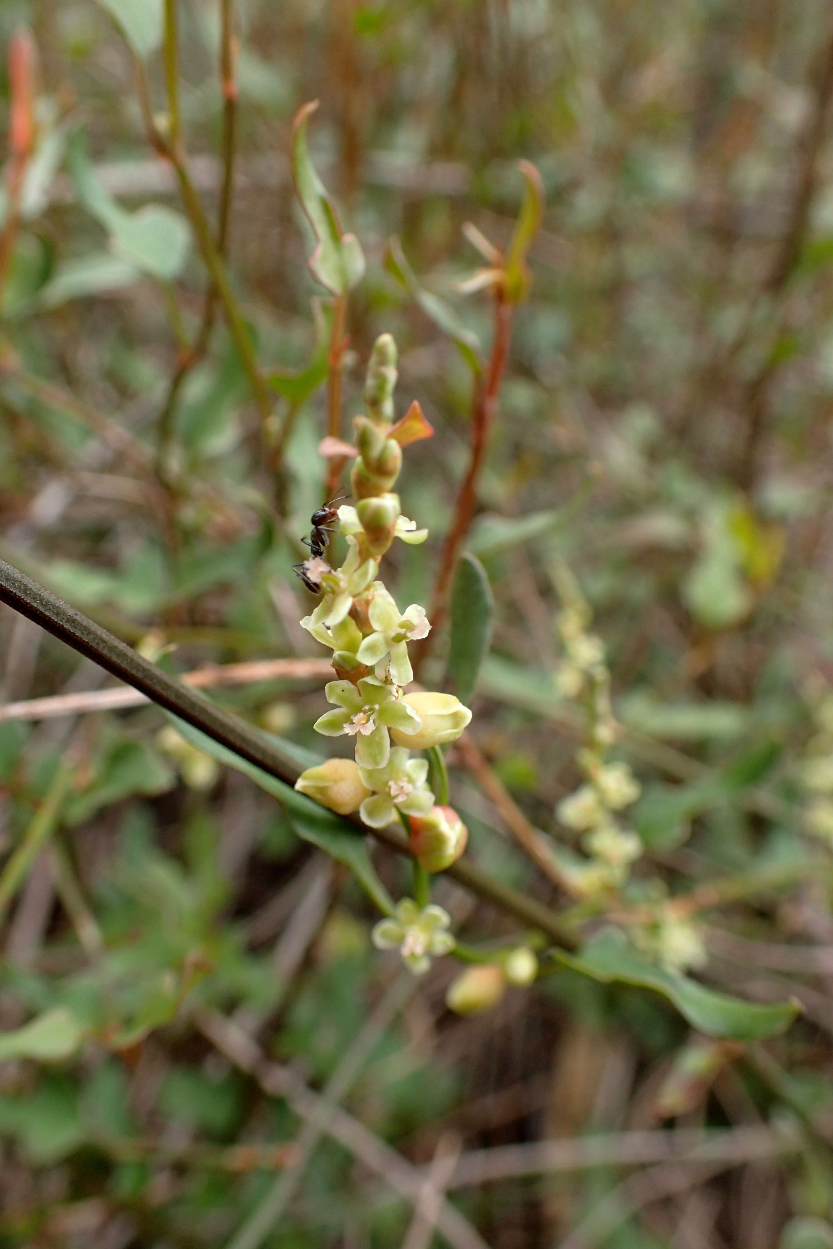 Image of Muehlenbeckia ephedroides Hook. fil.