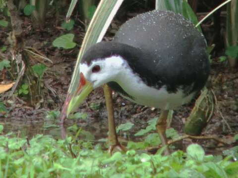 Image of White-breasted Waterhen