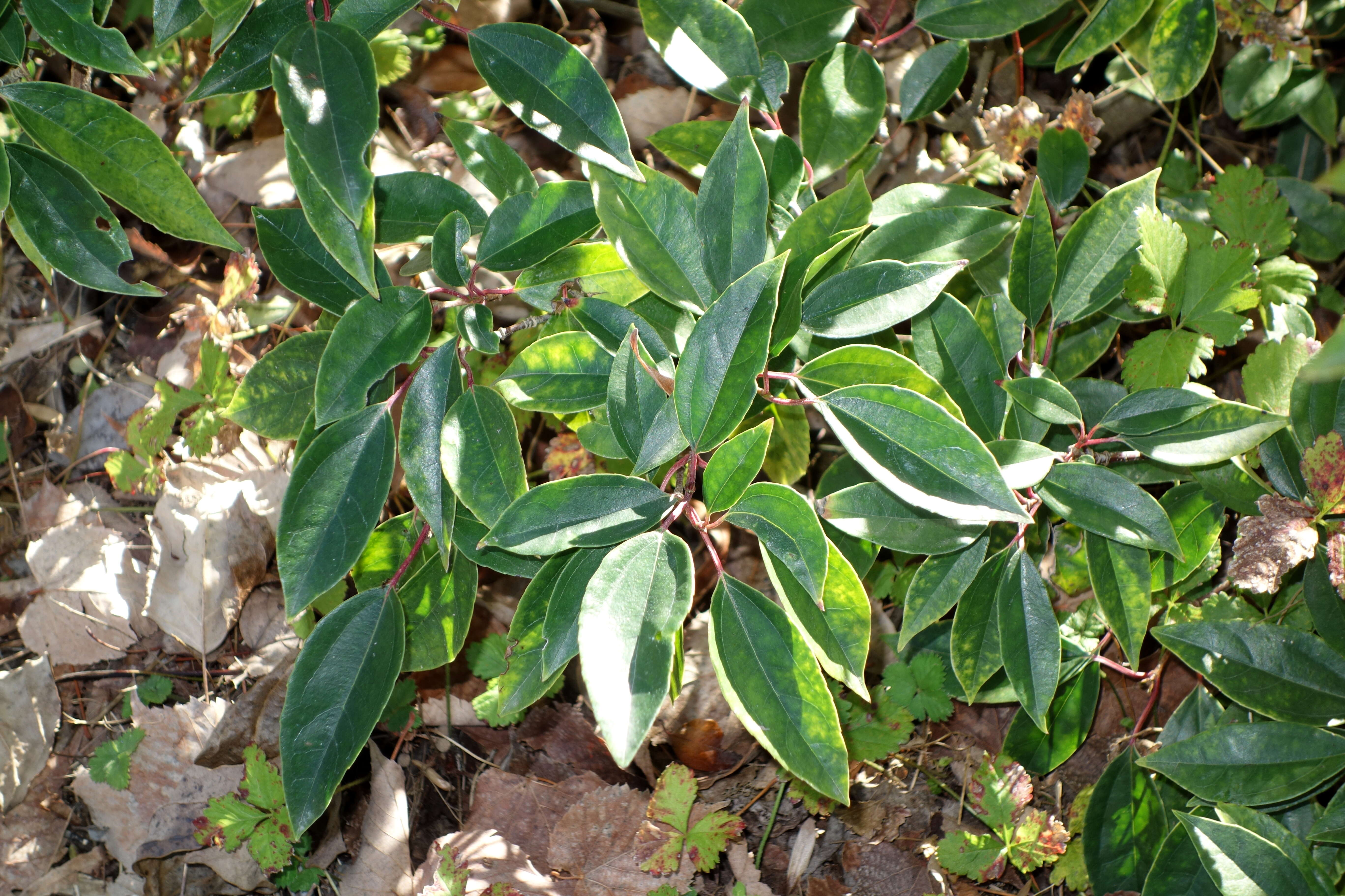 Image of Viburnum propinquum Hemsl.