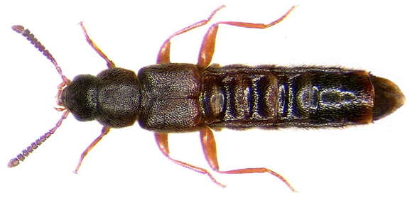 Image of Leptusa (Leptusa) pulchella (Mannerheim 1830)