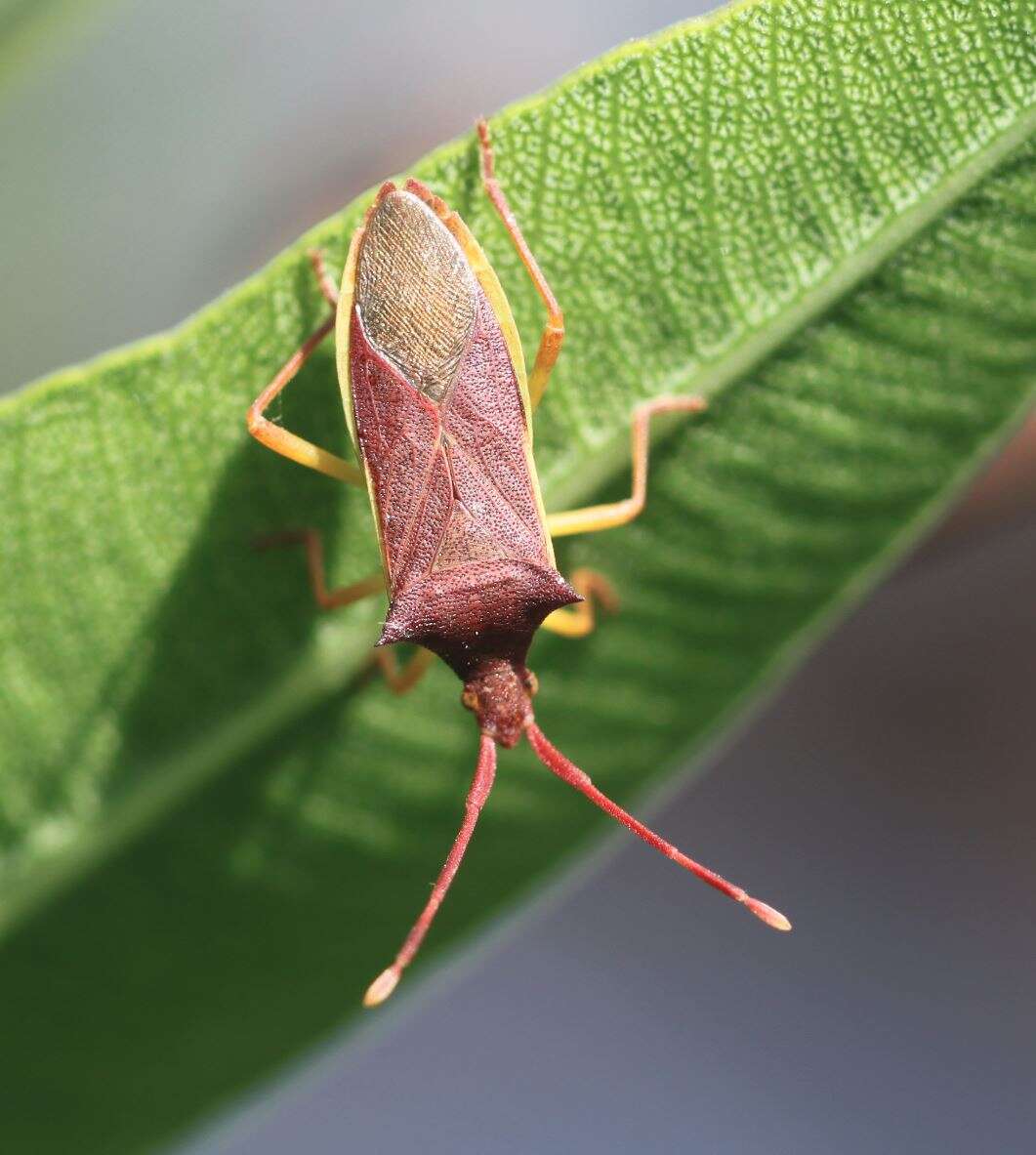 Image of Gonocerus insidiator (Fabricius 1787)