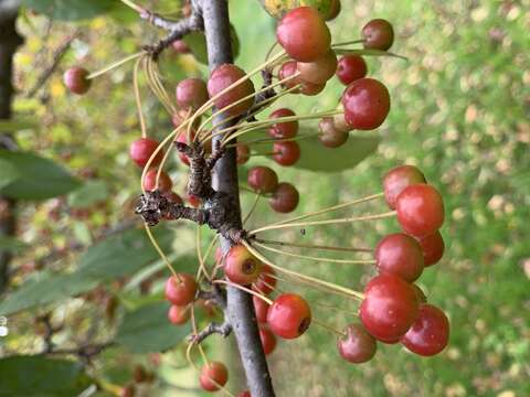 Imagem de Malus sieboldii (Regel) Rehd.