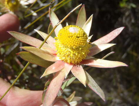 Imagem de Leucadendron conicum (Lam.) I. Williams