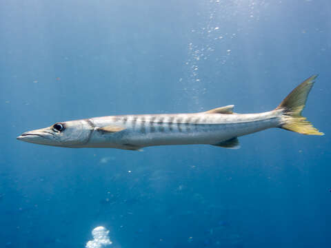 Image of Jello barracuda