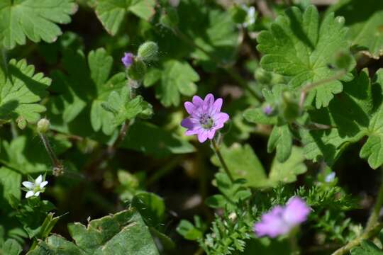 Imagem de Geranium molle L.