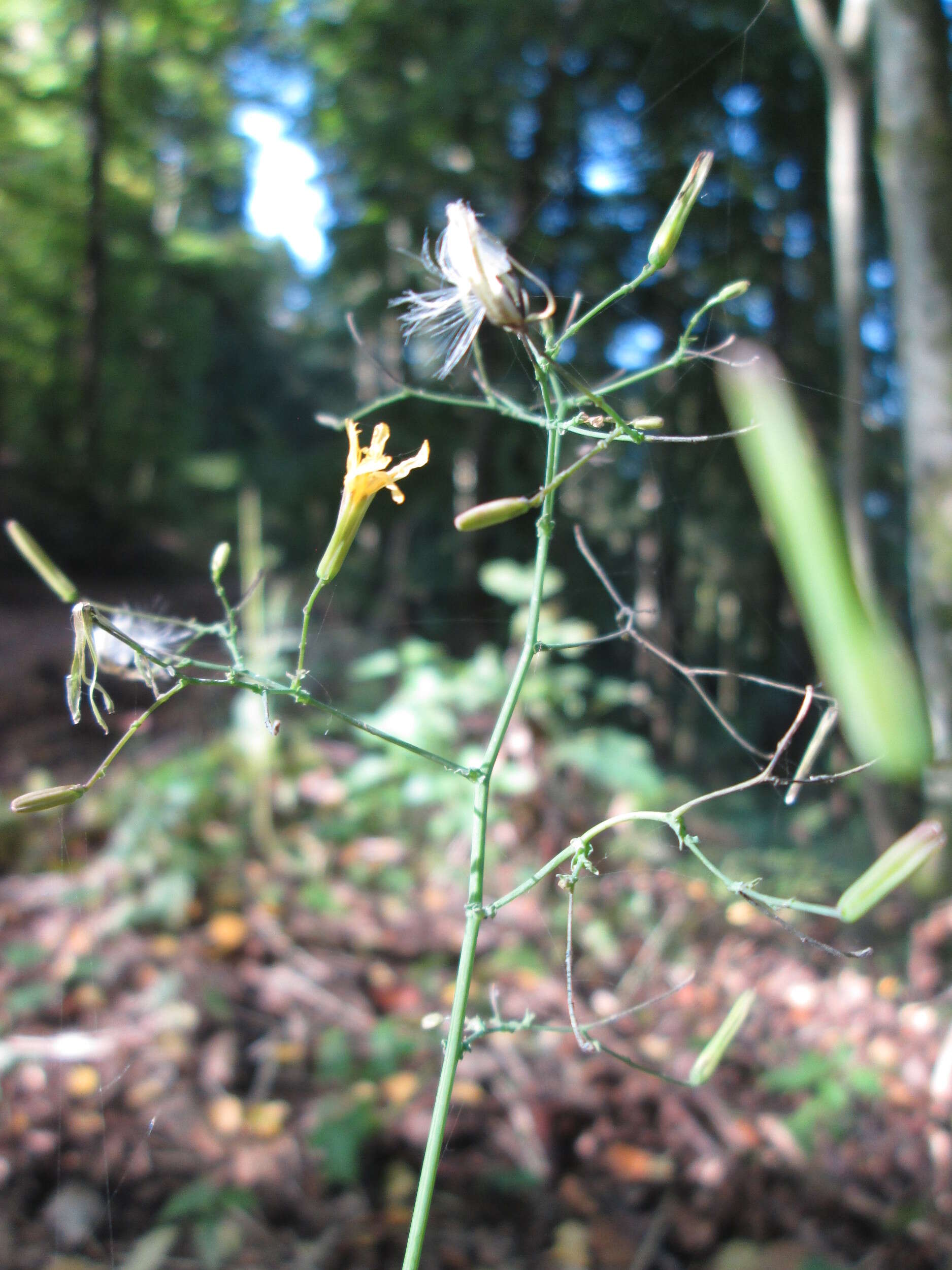 صورة Lactuca muralis