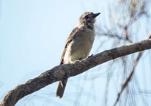 Image of Grey Shrike-thrush