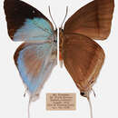 Image of Purlisa giganteus Distant 1881