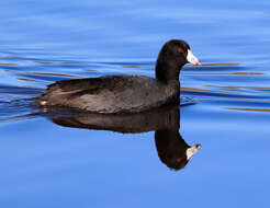 Image of Fulica Linnaeus 1758