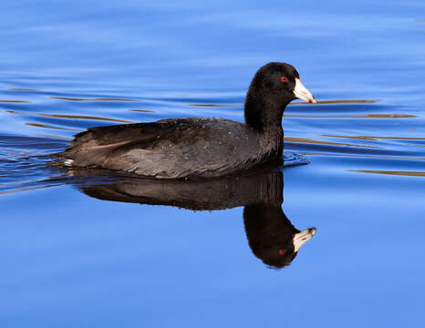 Image of Fulica Linnaeus 1758