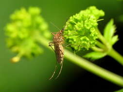 Image of Floodwater Mosquito