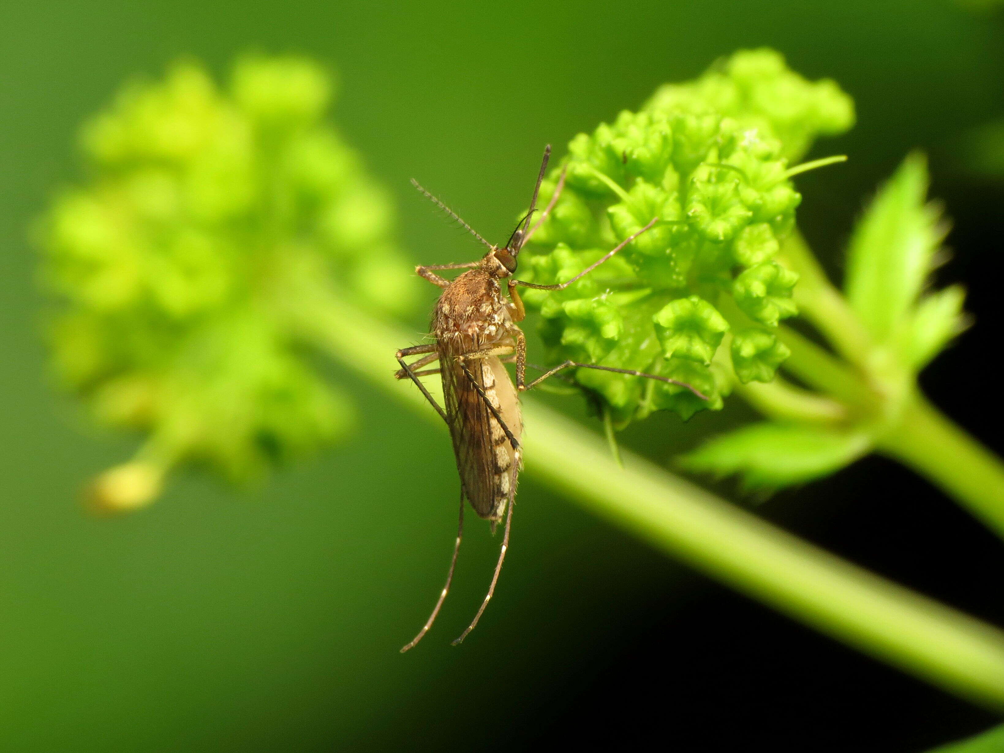 Imagem de Aedes vexans (Meigen 1830)