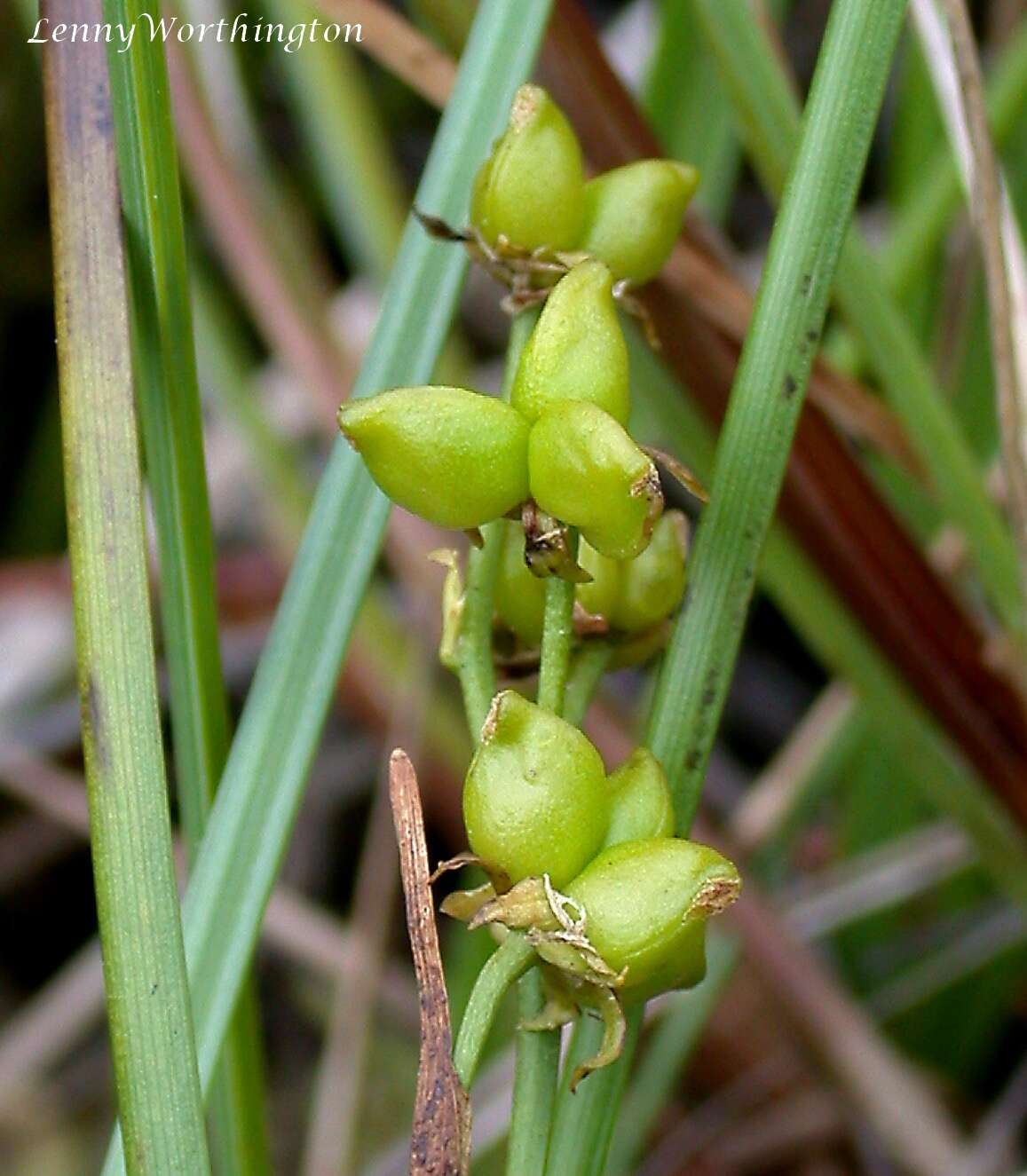 Image of pod-grass family