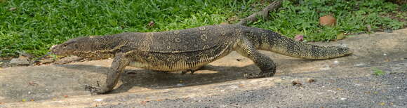 Image of Common Water Monitor