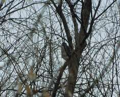 Image of Eurasian Sparrowhawk