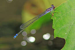 Image of Neotropical Bluet