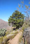 Image of Mountain cedar